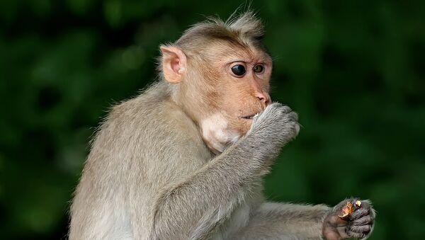 斯里蘭卡猴子扔下椰子砸死老婦人 - 俄羅斯衛星通訊社