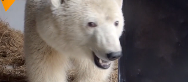 营救小北极熊 - 俄罗斯卫星通讯社