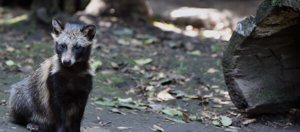 貉子 - 俄羅斯衛星通訊社