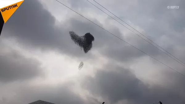 俄克拉斯諾達爾上空現椋鳥群飛景象 - 俄羅斯衛星通訊社