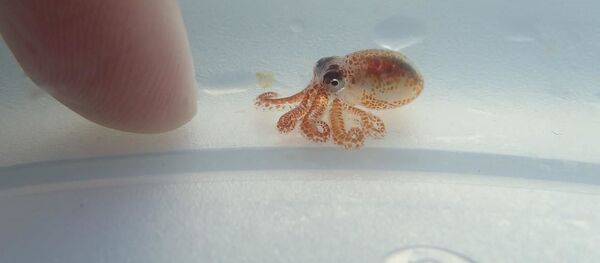 夏威夷發現豌豆大小的章魚寶寶 - 俄羅斯衛星通訊社