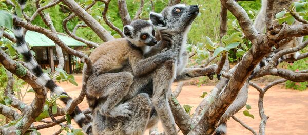 英国一酒店推出狐猴瑜伽 - 俄罗斯卫星通讯社