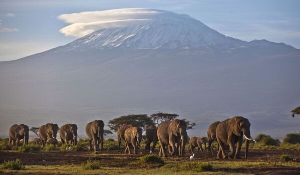 象群与乞力马扎罗山，肯尼亚 - 俄罗斯卫星通讯社