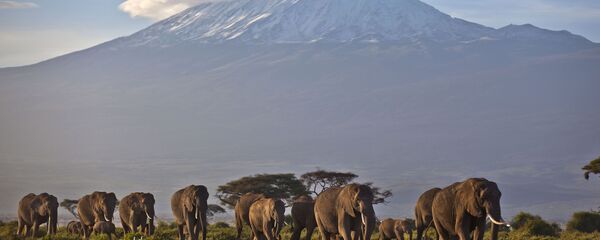 津巴布韦最大国家公园中的50多头大象死于饮食短缺 - 俄罗斯卫星通讯社