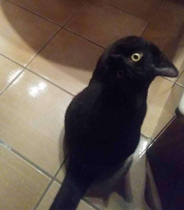 乌鸦还是猫?考验眼力的时候到了 乌鸦还是猫?考验眼力的时候到了 - 俄罗斯卫星通讯社
