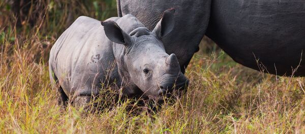 中國廢止虎骨和犀牛角貿易禁令引WWF反對 - 俄羅斯衛星通訊社