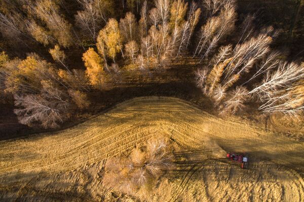 小麥收穫 - 俄羅斯衛星通訊社