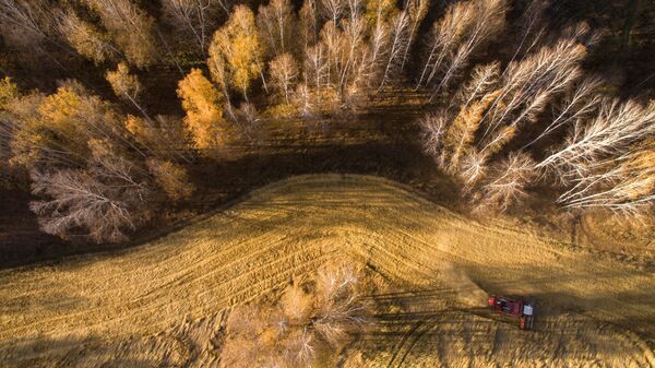 Уборка урожая яровой пшеницы в Новосибирской области - 俄罗斯卫星通讯社