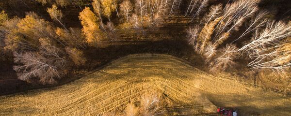 Уборка урожая яровой пшеницы в Новосибирской области - 俄羅斯衛星通訊社