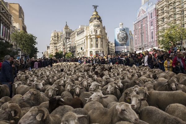 西班牙牧羊人赶着1500只羊穿过马德里市中心街道。 - 俄罗斯卫星通讯社