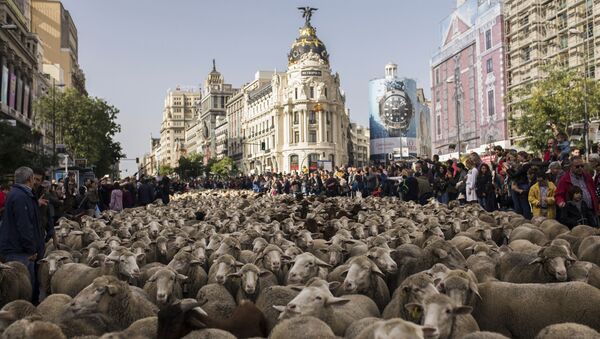 西班牙牧羊人赶着1500只羊穿过马德里市中心街道。 - 俄罗斯卫星通讯社