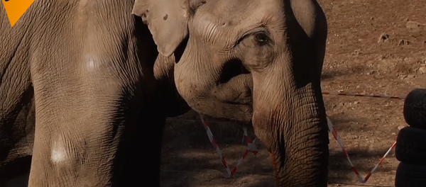 大象做拔牙手术 - 俄罗斯卫星通讯社