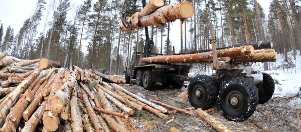 俄联邦林业局：卫星2019年协助发现70%的森林盗伐活动 - 俄罗斯卫星通讯社