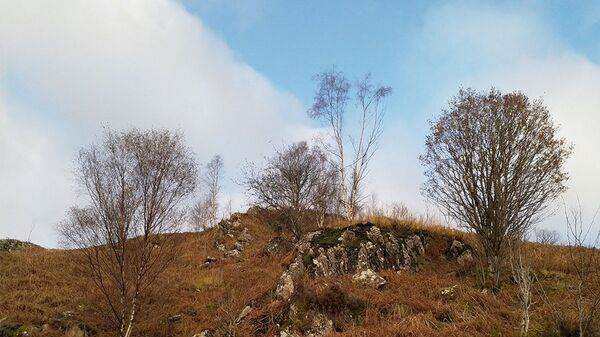 你能找到鹿吗?又一视错觉图刷屏了 你能找到鹿吗?又一视错觉图刷屏了 - 俄罗斯卫星通讯社