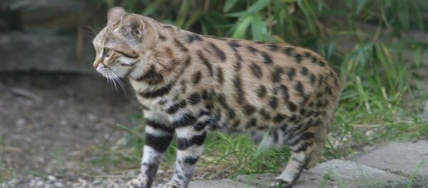 世界上最致命的猫 - 俄罗斯卫星通讯社