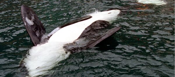 俄检方正核实有关虎鲸或被运出滨海边疆区海湾消息 - 俄罗斯卫星通讯社