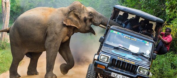 金龟国际野生自然节最佳摄影作品 - 俄罗斯卫星通讯社