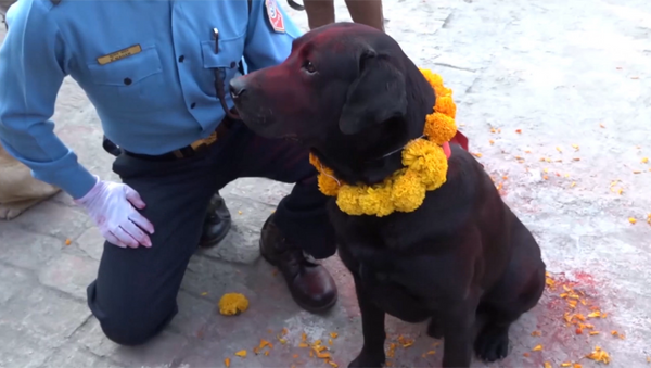 尼泊尔警察向警犬致敬 - 俄罗斯卫星通讯社