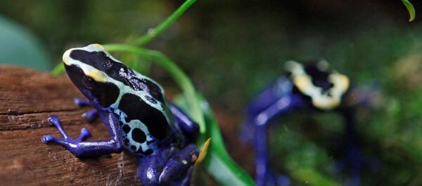 数百只运往欧洲的罕见青蛙在哥伦比亚被没收 - 俄罗斯卫星通讯社