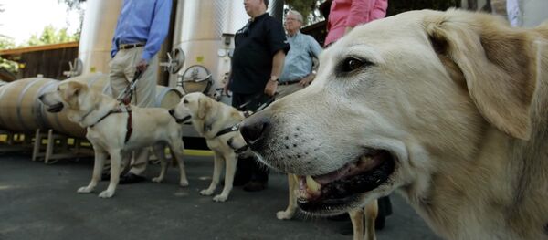 科學家稱已教會狗來根據氣味判斷瘧疾 - 俄羅斯衛星通訊社