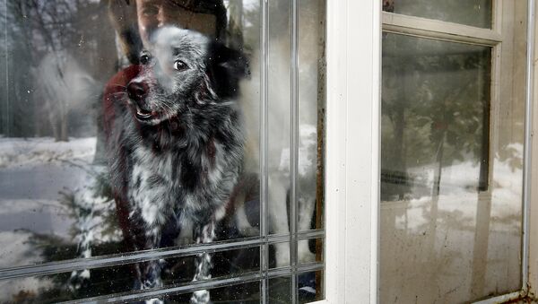 Собака с хозяйкой за окном - 俄罗斯卫星通讯社