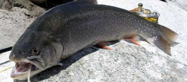 俄科學家發現世上最有用之魚類 俄科學家發現世上最有用之魚類 - 俄羅斯衛星通訊社