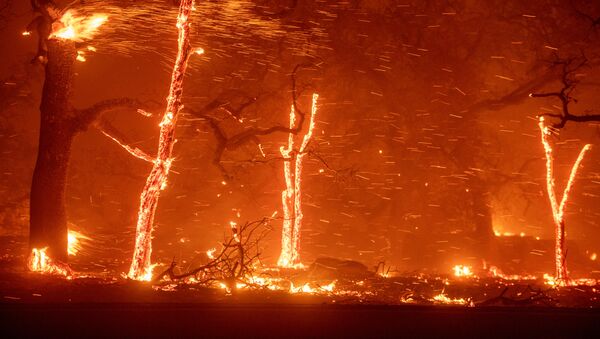 美国加州洛杉矶因森林火灾宣布疏散马里布市居民 - 俄罗斯卫星通讯社