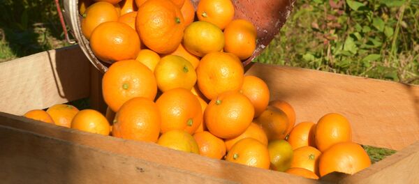 韓國總統府：韓國軍機運載柑橘飛往朝鮮 - 俄羅斯衛星通訊社