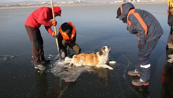 外贝加尔冻在湖中的狗得救 - 俄罗斯卫星通讯社