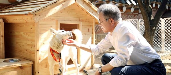 金正恩贈給韓國總統的豐山犬生下六隻小狗崽 - 俄羅斯衛星通訊社