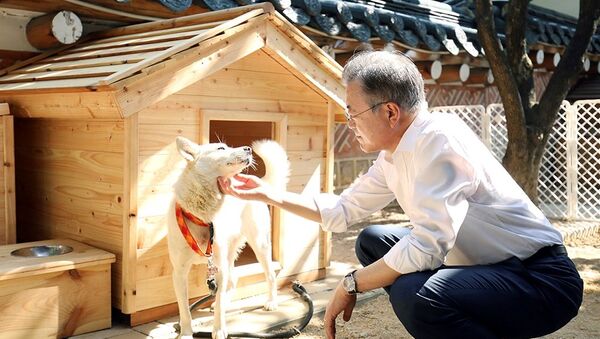 金正恩贈給韓國總統的豐山犬生下六隻小狗崽 - 俄羅斯衛星通訊社