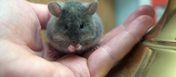 Мышка на руке Мышка на руке - 俄羅斯衛星通訊社