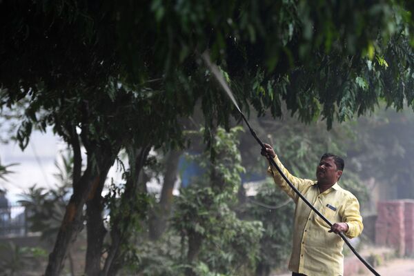 市政工作人員在沿街向樹木噴水，以降低印度新德里的空氣污染水平 - 俄羅斯衛星通訊社