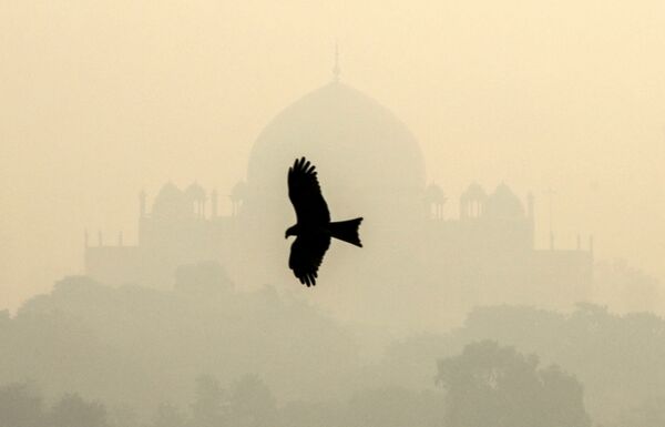 在印度新德里“胡马雍陵”旁的鸟 - 俄罗斯卫星通讯社