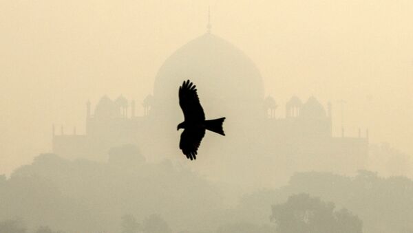 Птица у Мавзолея Хумаюна в Нью-Дели, Индия - 俄罗斯卫星通讯社