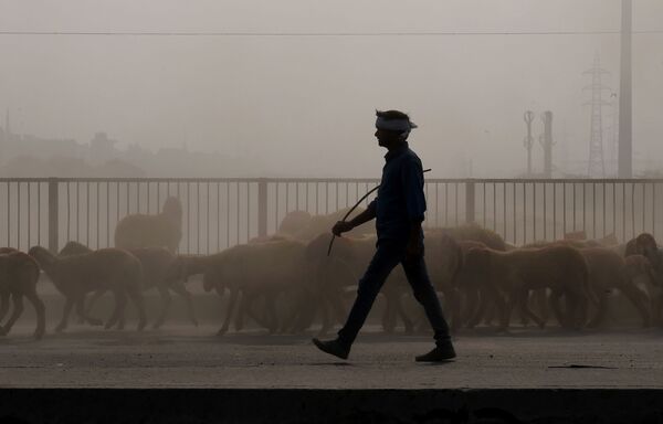 牧羊犬穿過濃厚的霧霾，驅趕著綿羊，新德里，印度 - 俄羅斯衛星通訊社