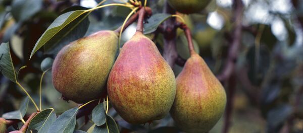 澳大利亞有人惡意梨內藏針 - 俄羅斯衛星通訊社