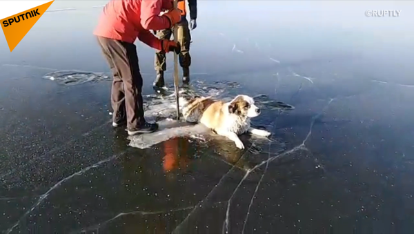 实拍营救被冻湖面小狗 - 俄罗斯卫星通讯社