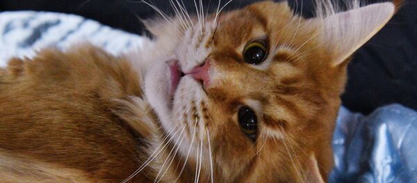 一名男子出售貓鬍子 - 俄羅斯衛星通訊社