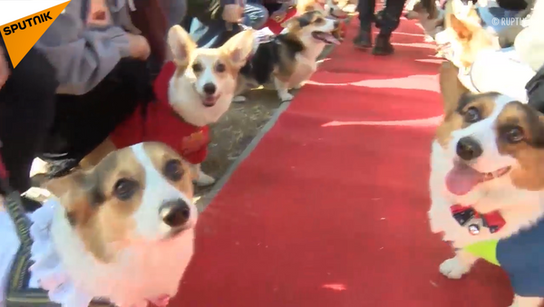 狗狗大赛：百余柯基在北京比赛 - 俄罗斯卫星通讯社