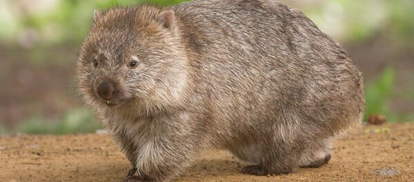 澳政府呼籲遊客少與袋熊自拍 - 俄羅斯衛星通訊社