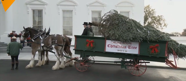 特朗普在白宮迎接聖誕樹 - 俄羅斯衛星通訊社