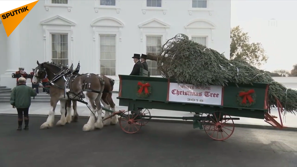 特朗普在白宮迎接聖誕樹 - 俄羅斯衛星通訊社