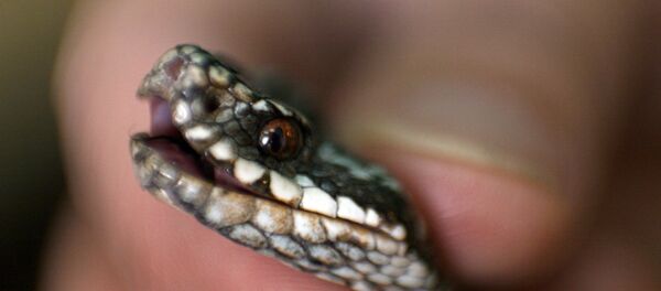 蛇窝里的挑战，让人看得头皮发麻 - 俄罗斯卫星通讯社