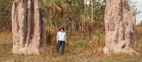 巴西现大片白蚁丘 分布面积相当于英国大小 - 俄罗斯卫星通讯社