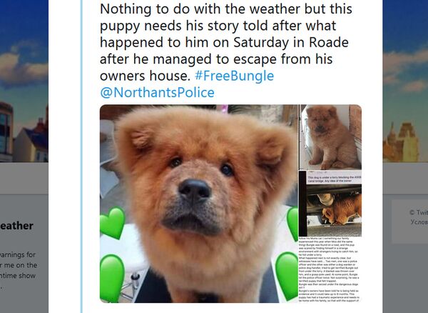 英國一隻松獅犬因襲警將被關9個月 - 俄羅斯衛星通訊社