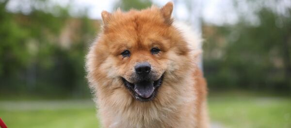 英国一只松狮犬因袭警将被关9个月 - 俄罗斯卫星通讯社