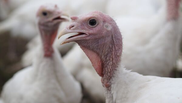 媒體：英國暴發禽流感超3萬只火雞被撲殺 - 俄羅斯衛星通訊社
