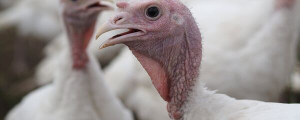 媒体：英国暴发禽流感超3万只火鸡被扑杀 - 俄罗斯卫星通讯社