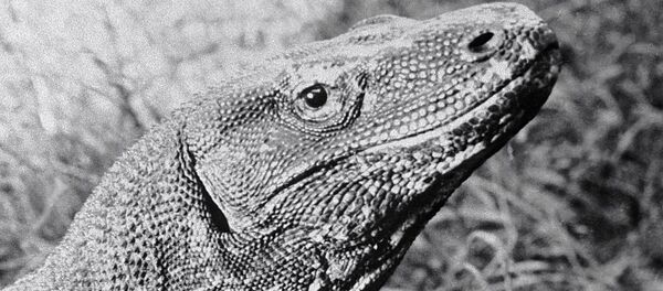 科莫多巨蜥 科莫多巨蜥 - 俄羅斯衛星通訊社